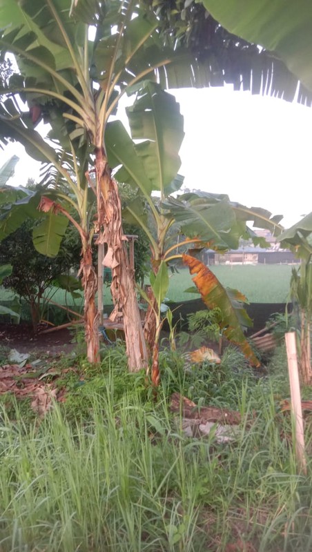 Tanah 526 Meter Persegi di Wedomartani Sleman Hadap Timur, Lingkungan Asri & Strategis