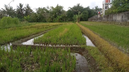 Tanah Sawah Lokasi Strategis di kawasan Candi Binangun - Pakem Sleman 