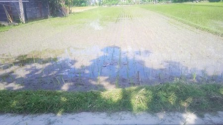 Disewakan Tanah Sawah 831 Meter Persegi  Lokasi Strategis di Tegalrejo Yogyakarta 