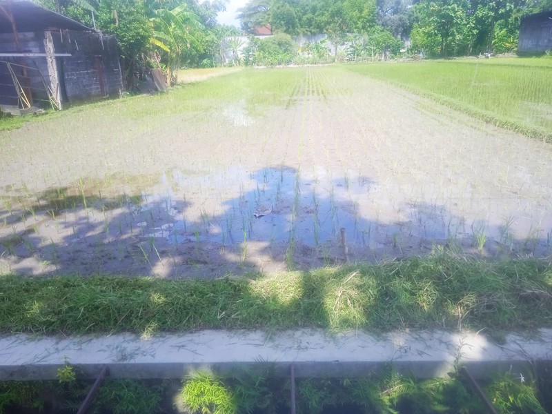 Disewakan Tanah Sawah 831 Meter Persegi  Lokasi Strategis di Tegalrejo Yogyakarta 