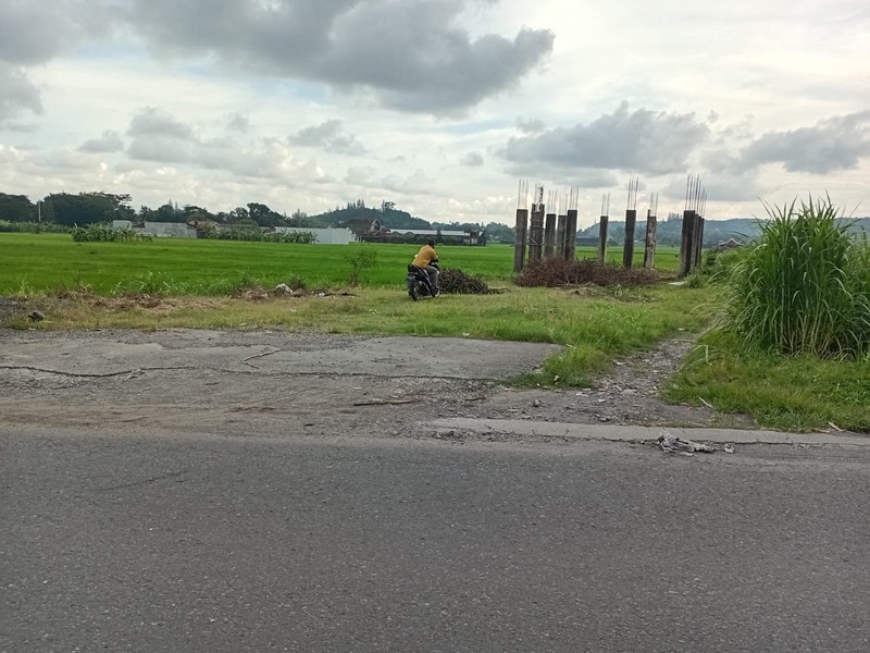 Peluang Investasi Tanah Luas 1.255 Meter Persegi di Bangunjiwo Area Berkembang & Row Jalan Lebar, Bangunjiwo, Kasihan, Bantul