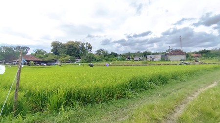 Peluang Investasi Tanah Luas 1.255 Meter Persegi di Bangunjiwo Area Berkembang & Row Jalan Lebar, Bangunjiwo, Kasihan, Bantul