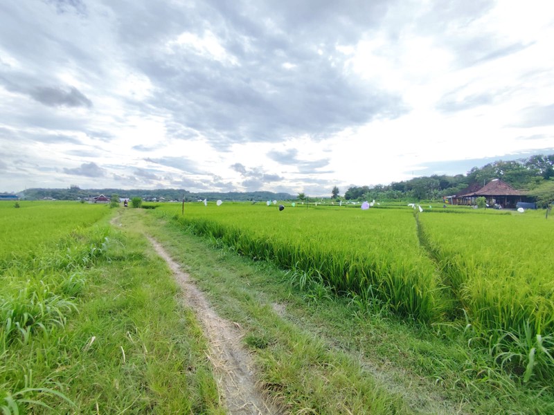 Peluang Investasi Tanah Luas 1.255 Meter Persegi di Bangunjiwo Area Berkembang & Row Jalan Lebar, Bangunjiwo, Kasihan, Bantul