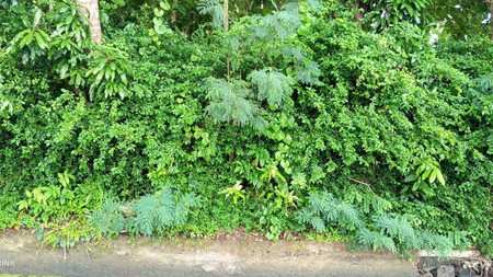 Lahan Strategis Luas 548 Meter Persegi Cocok Hunian & Investasi Lokasi - Nanggulan Kulon Progo 