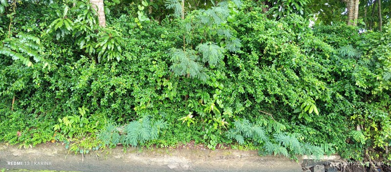 Lahan Strategis Luas 548 Meter Persegi Cocok Hunian & Investasi Lokasi - Nanggulan Kulon Progo 