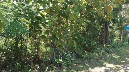 Lahan Produktif 7.600 Meter Persegi di Pajangan Bantul Lokasi Strategis di Pinggir Jalan Utama