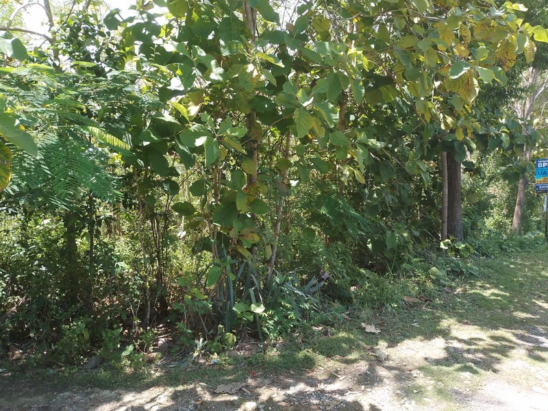 Lahan Produktif 7.600 Meter Persegi di Pajangan Bantul Lokasi Strategis di Pinggir Jalan Utama