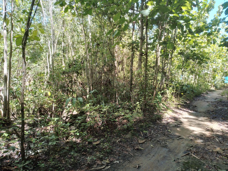 Lahan Produktif 7.600 Meter Persegi di Pajangan Bantul Lokasi Strategis di Pinggir Jalan Utama