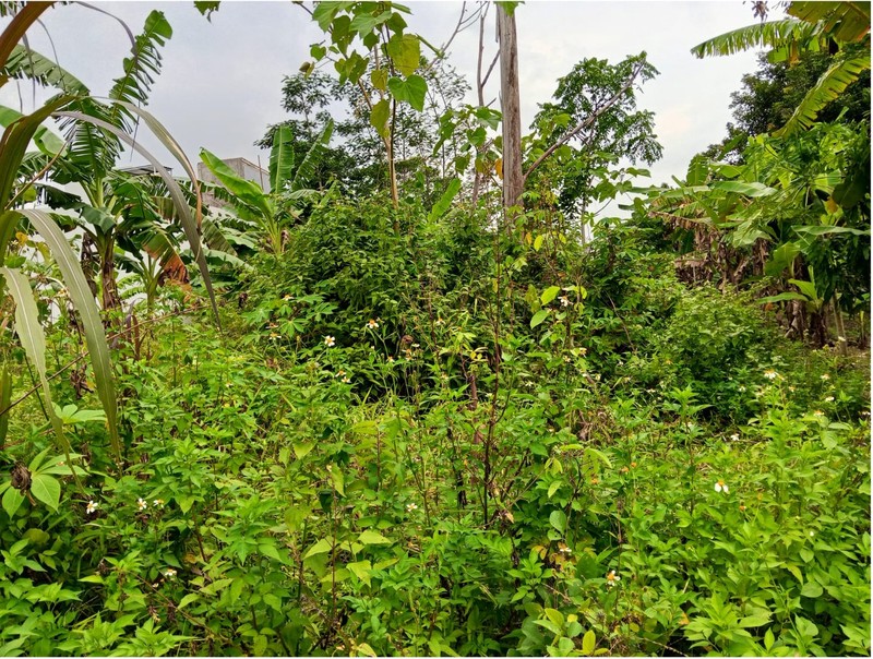 Tanah Sawah Luas 436 Meter Persegi Lokasi Dekat Stadion Maguwoharjo - Ngaglik Sleman 