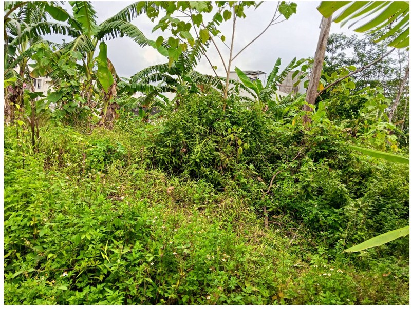 Tanah Sawah Luas 436 Meter Persegi Lokasi Dekat Stadion Maguwoharjo - Ngaglik Sleman 