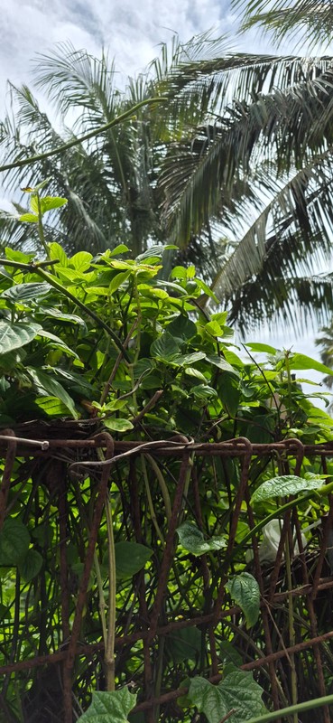 Leasehold - Rare Ultra-Prime Beachfront Land in Batu Bolong - 900 sqm Golden Investment Opportunity, Canggu, Bali