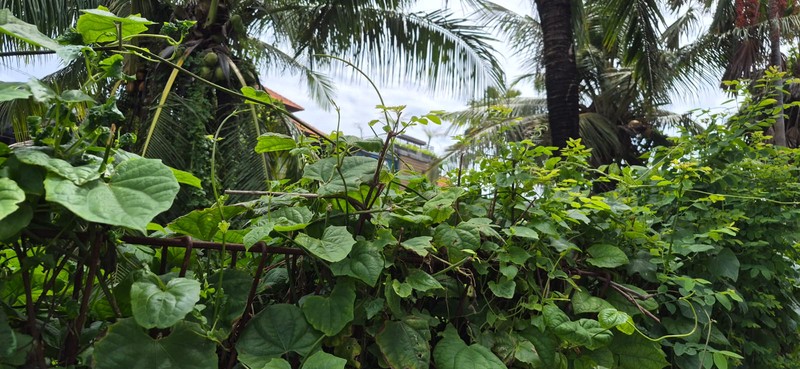 Leasehold - Rare Ultra-Prime Beachfront Land in Batu Bolong - 900 sqm Golden Investment Opportunity, Canggu, Bali