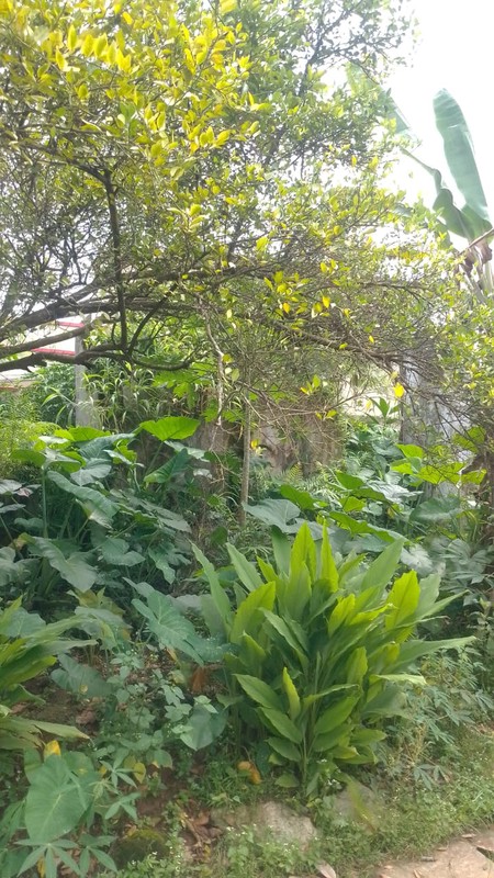 Kavling lokasi strategis di Bumi Puspitek Asri BSD City