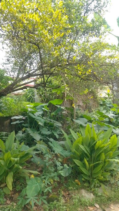 Kavling lokasi strategis di Bumi Puspitek Asri BSD City