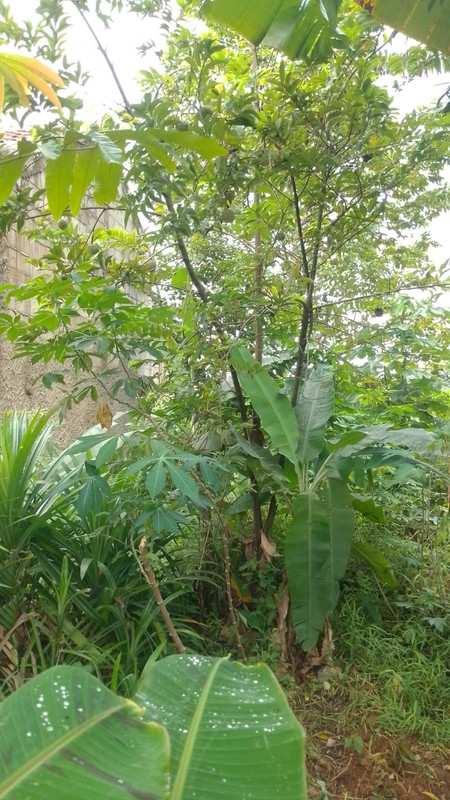 Kavling lokasi bagus di Bumi Puspitek Asri BSD City