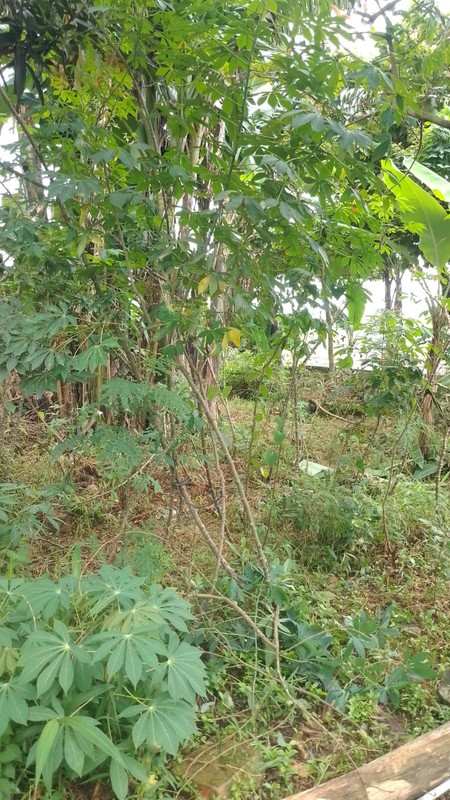 Kavling lokasi bagus di Bumi Puspitek Asri BSD City