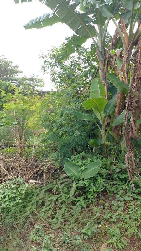 Kavling siap bangun di Bumi Puspitek Asri BSD City