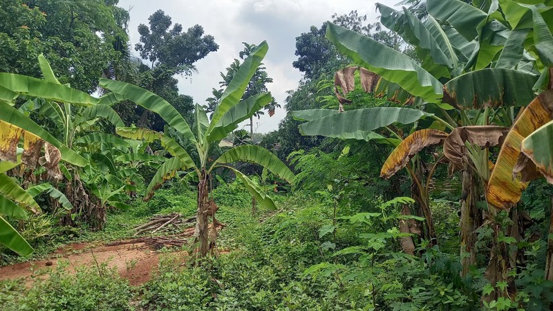 Tanah Pekarangan Strategis di Bangunjiwo, Hanya 200 Meter dari Jalan Raya, Kasihan Bantul