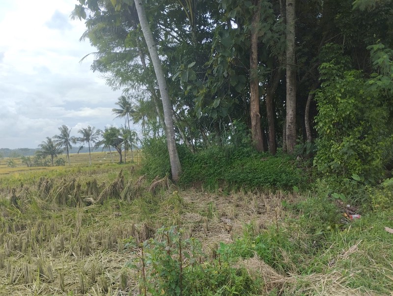 Dijual Tanah Luas 1639 Meter Persegi View Alam di Nanggulan Kulon Progo 