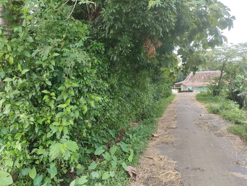 Dijual Tanah Luas 1639 Meter Persegi View Alam di Nanggulan Kulon Progo 