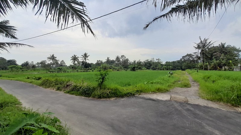 Dijual Sawah Luas 2.244 Meter Persegi  - Lokasi Strategis Pandowoharjo Sleman 