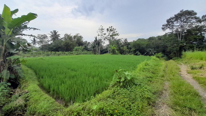 Dijual Sawah Luas 2.244 Meter Persegi  - Lokasi Strategis Pandowoharjo Sleman 