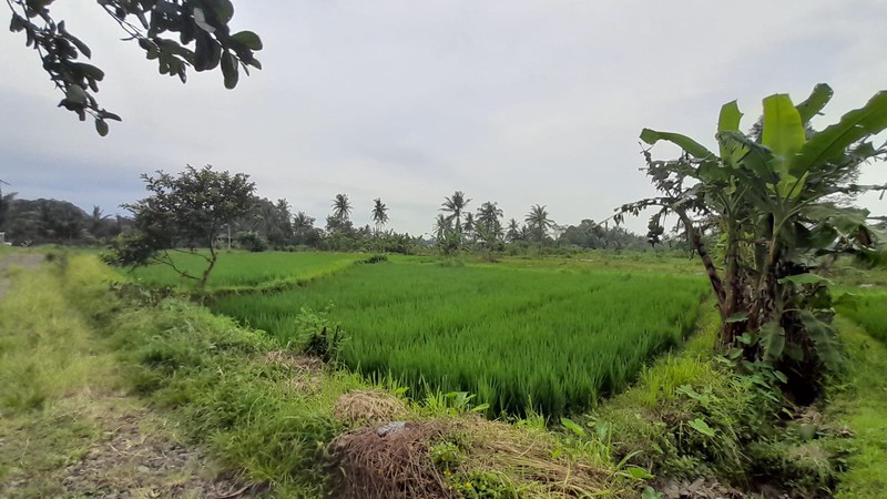 Dijual Sawah Luas 2.244 Meter Persegi  - Lokasi Strategis Pandowoharjo Sleman 