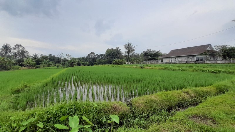 Dijual Sawah Luas 2.244 Meter Persegi  - Lokasi Strategis Pandowoharjo Sleman 