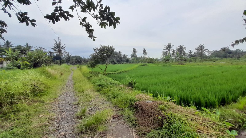 Dijual Sawah Luas 2.244 Meter Persegi  - Lokasi Strategis Pandowoharjo Sleman 
