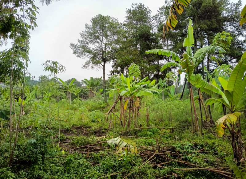 Tanah di Cidadap Bandung dekat Sersan Bajuri Sukasari, Budi Indah