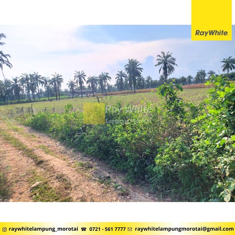 Dijual Tanah Perkebunan