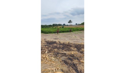 TANAH KOSONG MURAH DI PEMATANG SIANTAR MARIMBUN