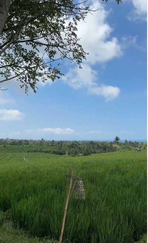Land Freehold With Mountain View In Tabanan Bali