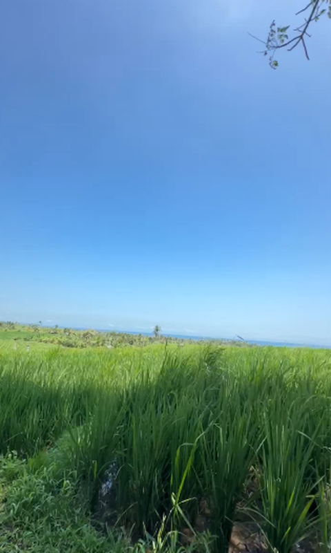 Land Freehold With Mountain View In Tabanan Bali