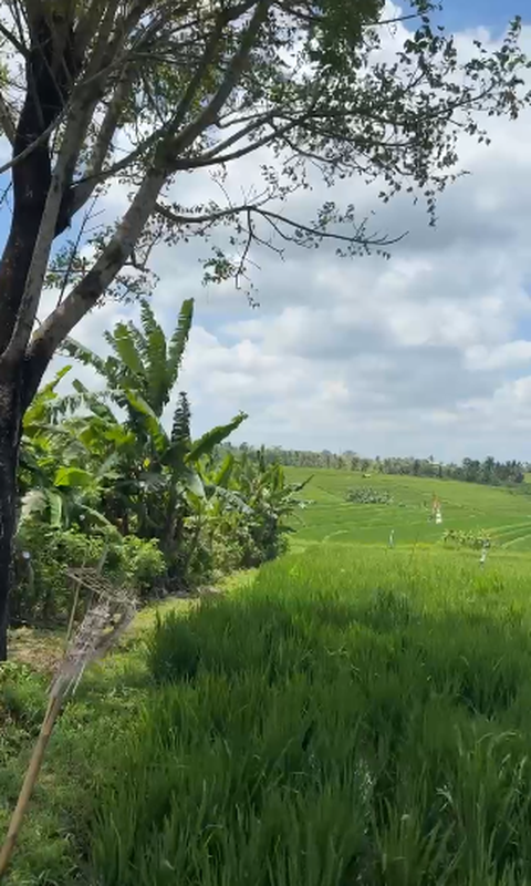 Land Freehold With Mountain View In Tabanan Bali