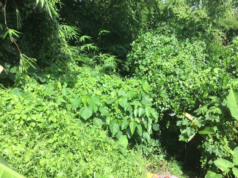 Land Freehold In Dalung Bali