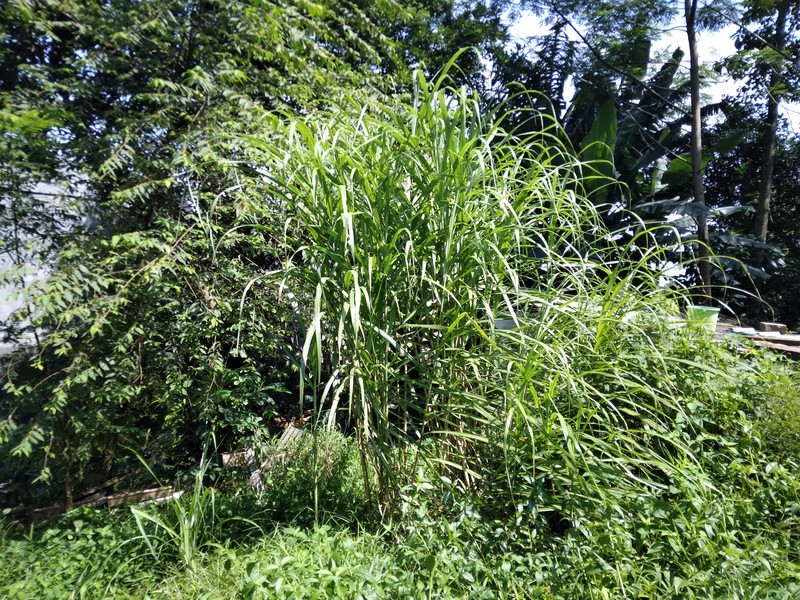 TANAH LUAS UNTUK PERUMAHAN 1,2 HEKTAR BUTUH CEPAT TERJUAL LOKASI BAGUS