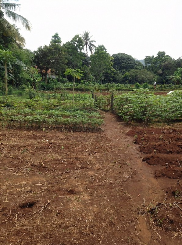 Lahan Luas dan Strategis di Ciampea, Bogor. Harga dibawah pasaran.