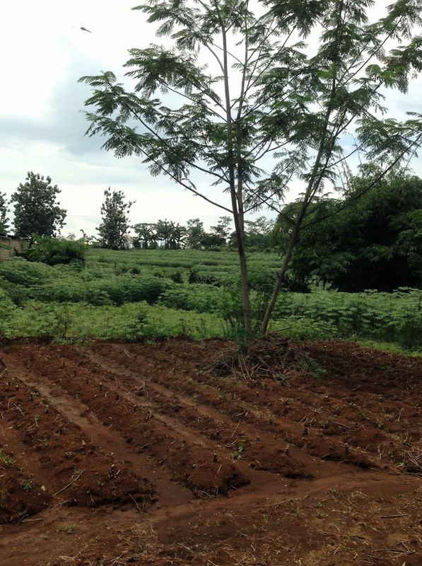 Lahan Luas dan Strategis di Ciampea, Bogor. Harga dibawah pasaran.