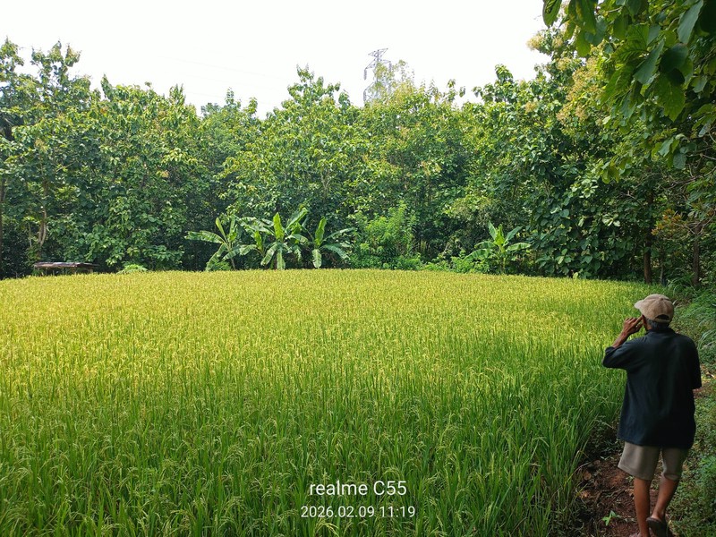 Dijual Tanah Luas 2.485 Meter Persegi di Jalur Utama Patuk  Investasi di Beji, Patuk, Gunungkidul