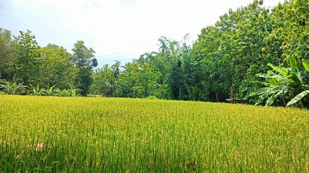 Dijual Tanah Luas 2.485 Meter Persegi di Jalur Utama Patuk  Investasi di Beji, Patuk, Gunungkidul