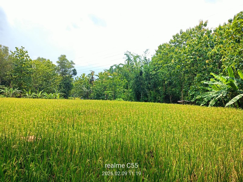 Dijual Tanah Luas 2.485 Meter Persegi di Jalur Utama Patuk  Investasi di Beji, Patuk, Gunungkidul