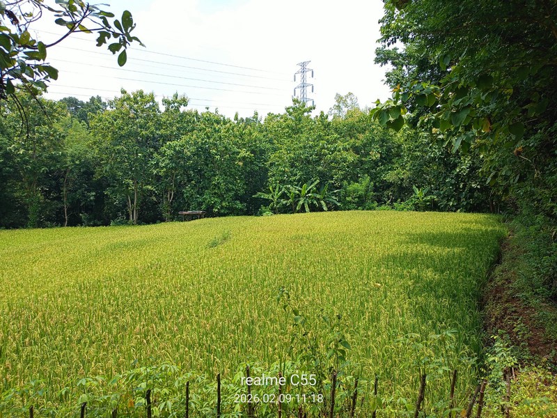 Dijual Tanah Luas 2.485 Meter Persegi di Jalur Utama Patuk  Investasi di Beji, Patuk, Gunungkidul