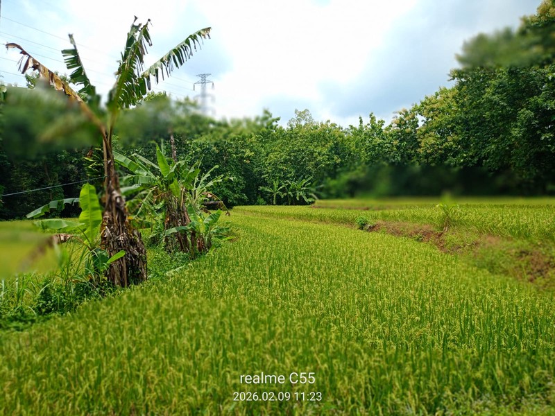 Dijual Tanah Luas 2.485 Meter Persegi di Jalur Utama Patuk  Investasi di Beji, Patuk, Gunungkidul