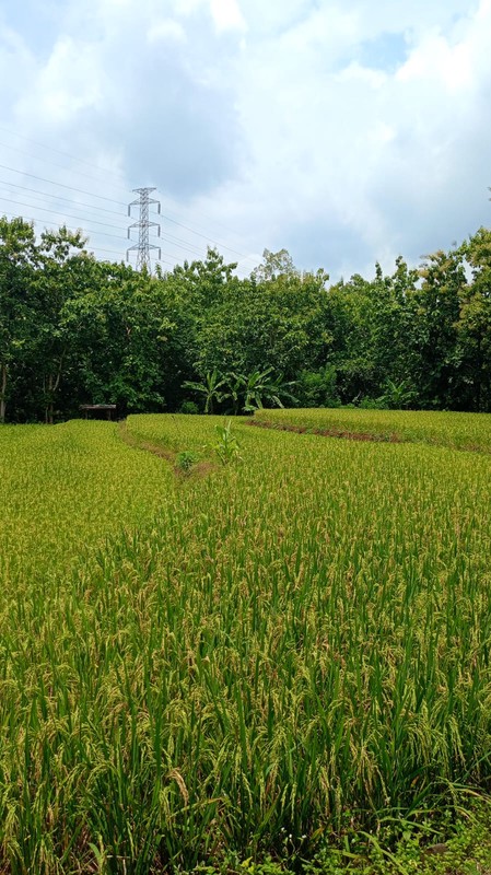 Dijual Tanah Luas 2.485 Meter Persegi di Jalur Utama Patuk  Investasi di Beji, Patuk, Gunungkidul