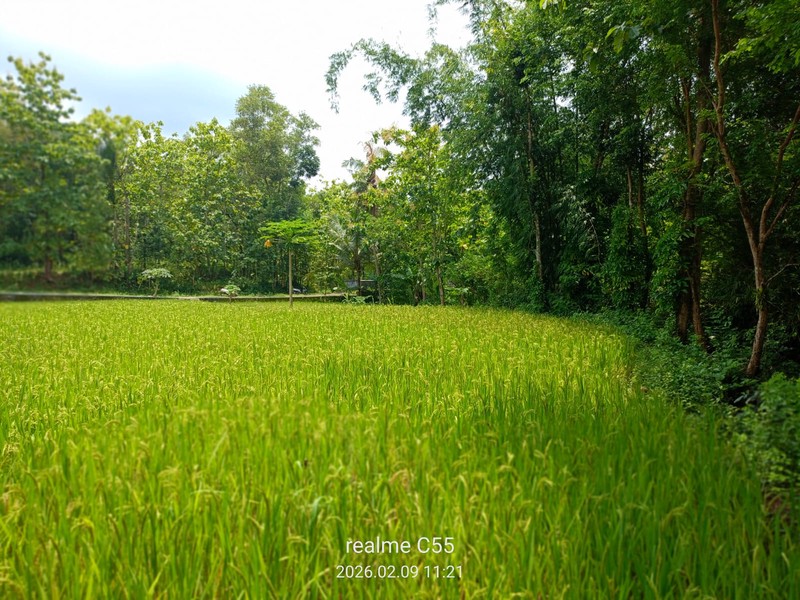 Dijual Tanah Luas 2.485 Meter Persegi di Jalur Utama Patuk  Investasi di Beji, Patuk, Gunungkidul