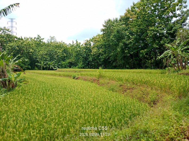 Dijual Tanah Luas 2.485 Meter Persegi di Jalur Utama Patuk  Investasi di Beji, Patuk, Gunungkidul