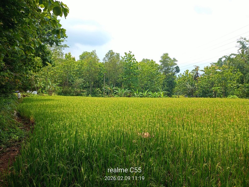 Dijual Tanah Luas 2.485 Meter Persegi di Jalur Utama Patuk  Investasi di Beji, Patuk, Gunungkidul