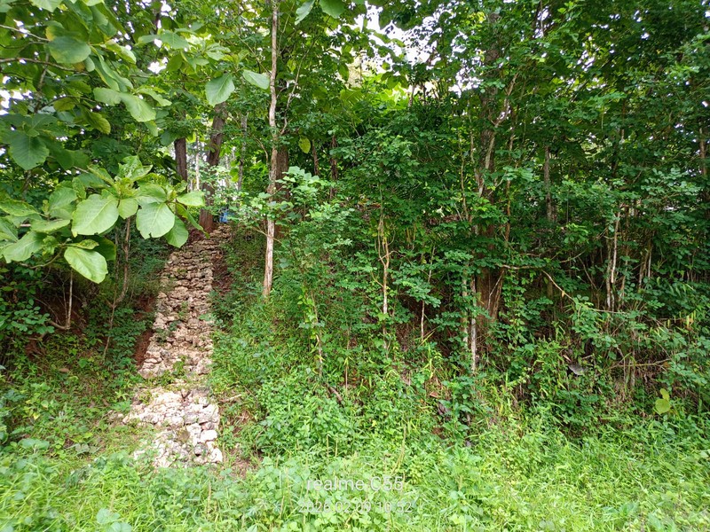 Lahan Luas 1 Hektar Lebih di Jalur Utama Patuk Dengan Rumah & Pohon Jati, Beji, PAtuk, Gunung Kidul