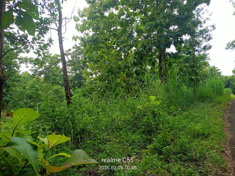 Lahan Luas 1 Hektar Lebih di Jalur Utama Patuk Dengan Rumah & Pohon Jati, Beji, PAtuk, Gunung Kidul